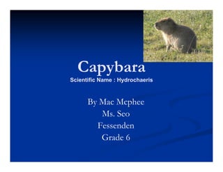 Capybara
Scientific Name : Hydrochaeris



      By Mac Mcphee
         Ms. Seo
        Fessenden
         Grade 6
 
