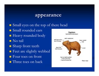 appearance
Small eyes on the top of there head
Small rounded ears
Heavy rounded body
No tail
Sharp front teeth
Feet are slightly webbed
Four toes on front
Three toes on back
 