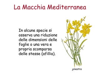 La Macchia Mediterranea 
In alcune specie si 
osserva una riduzione 
delle dimensioni delle 
foglie o una vera e 
propria scomparsa 
delle stesse (afillia). 
ginestra 
 