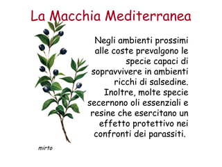 La Macchia Mediterranea 
Negli ambienti prossimi 
alle coste prevalgono le 
specie capaci di 
sopravvivere in ambienti 
ricchi di salsedine. 
Inoltre, molte specie 
secernono oli essenziali e 
resine che esercitano un 
effetto protettivo nei 
confronti dei parassiti. 
mirto 
 