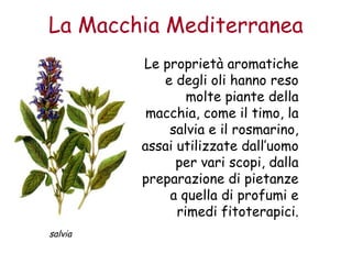 La Macchia Mediterranea 
Le proprietà aromatiche 
e degli oli hanno reso 
molte piante della 
macchia, come il timo, la 
salvia e il rosmarino, 
assai utilizzate dall’uomo 
per vari scopi, dalla 
preparazione di pietanze 
a quella di profumi e 
rimedi fitoterapici. 
salvia 
 