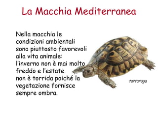La Macchia Mediterranea 
Nella macchia le 
condizioni ambientali 
sono piuttosto favorevoli 
alla vita animale: 
l’inverno non è mai molto 
freddo e l’estate 
non è torrida poiché la 
vegetazione fornisce 
sempre ombra. 
tartaruga 
 