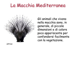 La Macchia Mediterranea 
Gli animali che vivono 
nella macchia sono, in 
generale, di piccole 
dimensioni e di colore 
poco appariscente per 
confondersi facilmente 
con la vegetazione. 
istrice 
 