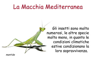 La Macchia Mediterranea 
mantide 
Gli insetti sono molto 
numerosi, le altre specie 
molto meno, in quanto le 
condizioni climatiche 
estive condizionano la 
loro sopravvivenza. 
 