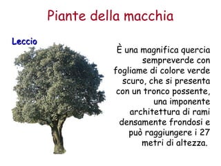 Piante della macchia 
LLeecccciioo 
È una magnifica quercia 
sempreverde con 
fogliame di colore verde 
scuro, che si presenta 
con un tronco possente, 
una imponente 
architettura di rami 
densamente frondosi e 
può raggiungere i 27 
metri di altezza. 
 