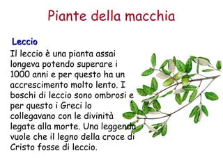 Piante della macchia 
LLeecccciioo 
Il leccio è una pianta assai 
longeva potendo superare i 
1000 anni e per questo ha un 
accrescimento molto lento. I 
boschi di leccio sono ombrosi e 
per questo i Greci lo 
collegavano con le divinità 
legate alla morte. Una leggenda 
vuole che il legno della croce di 
Cristo fosse di leccio. 
 