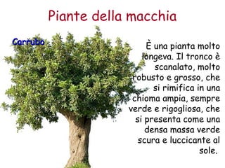 Piante della macchia 
CCaarrrruubboo È una pianta molto 
longeva. Il tronco è 
scanalato, molto 
robusto e grosso, che 
si rimifica in una 
chioma ampia, sempre 
verde e rigogliosa, che 
si presenta come una 
densa massa verde 
scura e luccicante al 
sole. 
 