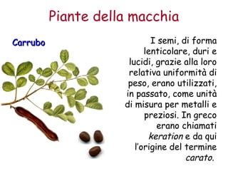 Piante della macchia 
CCaarrrruubboo I semi, di forma 
lenticolare, duri e 
lucidi, grazie alla loro 
relativa uniformità di 
peso, erano utilizzati, 
in passato, come unità 
di misura per metalli e 
preziosi. In greco 
erano chiamati 
keration e da qui 
l’origine del termine 
carato. 
 