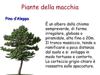 Piante della macchia 
PPiinnoo dd’’AAlleeppppoo 
È un albero dalla chioma 
sempreverde, di forma 
irregolare, globosa o 
piramidale, alta fino a 20m. 
Il tronco massiccio, tende a 
ramificarsi a poca distanza 
dal suolo e si sviluppa in 
modo tortuoso e contorto. 
La corteccia grigio-chiaro è 
rossastra sulle spaccature. 
 