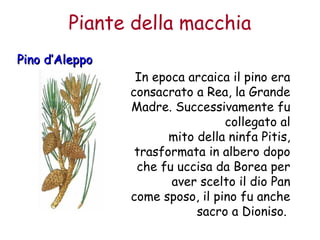 Piante della macchia 
PPiinnoo dd’’AAlleeppppoo 
In epoca arcaica il pino era 
consacrato a Rea, la Grande 
Madre. Successivamente fu 
collegato al 
mito della ninfa Pitis, 
trasformata in albero dopo 
che fu uccisa da Borea per 
aver scelto il dio Pan 
come sposo, il pino fu anche 
sacro a Dioniso. 
 