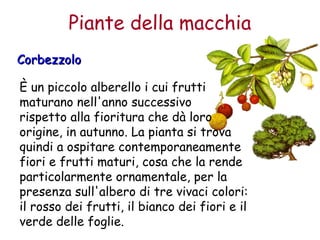 Piante della macchia 
CCoorrbbeezzzzoolloo 
È un piccolo alberello i cui frutti 
maturano nell'anno successivo 
rispetto alla fioritura che dà loro 
origine, in autunno. La pianta si trova 
quindi a ospitare contemporaneamente 
fiori e frutti maturi, cosa che la rende 
particolarmente ornamentale, per la 
presenza sull'albero di tre vivaci colori: 
il rosso dei frutti, il bianco dei fiori e il 
verde delle foglie. 
 