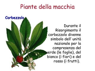 Piante della macchia 
CCoorrbbeezzzzoolloo 
Durante il 
Risorgimento il 
corbezzolo divenne 
simbolo dell’ unità 
nazionale per la 
compresenza del 
verde (le foglie), del 
bianco (i fiori) e del 
rosso (i frutti). 
 