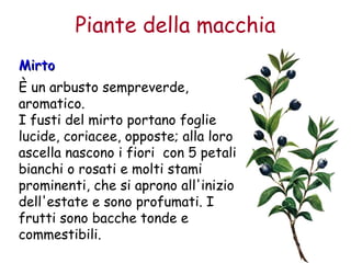 Piante della macchia 
MMiirrttoo 
È un arbusto sempreverde, 
aromatico. 
I fusti del mirto portano foglie 
lucide, coriacee, opposte; alla loro 
ascella nascono i fiori con 5 petali 
bianchi o rosati e molti stami 
prominenti, che si aprono all'inizio 
dell'estate e sono profumati. I 
frutti sono bacche tonde e 
commestibili. 
 