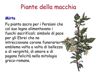 Piante della macchia 
MMiirrttoo 
Fu pianta sacra per i Persiani che 
col suo legno alimentavano i 
fuochi sacrificali; simbolo di pace 
per gli Ebrei che ne 
intrecciavano corone funerarie; 
emblema volta a volta di bellezza 
e di verginità, di amore e di 
pagana felicità nella mitologia 
greco-romana. 
 