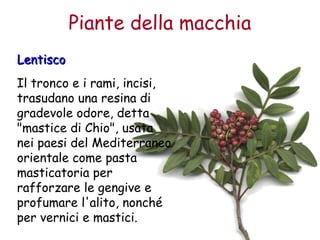 Piante della macchia 
LLeennttiissccoo 
Il tronco e i rami, incisi, 
trasudano una resina di 
gradevole odore, detta 
"mastice di Chio", usata 
nei paesi del Mediterraneo 
orientale come pasta 
masticatoria per 
rafforzare le gengive e 
profumare l'alito, nonché 
per vernici e mastici. 
 