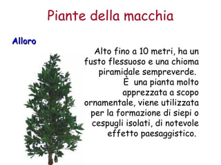 AAlllloorroo 
Piante della macchia 
Alto fino a 10 metri, ha un 
fusto flessuoso e una chioma 
piramidale sempreverde. 
È una pianta molto 
apprezzata a scopo 
ornamentale, viene utilizzata 
per la formazione di siepi o 
cespugli isolati, di notevole 
effetto paesaggistico. 
 