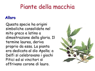 Piante della macchia 
AAlllloorroo 
Questa specie ha origini 
simboliche consolidate nel 
mito greco e latino a 
dimostrazione della gloria. Il 
termine laurea, deriva 
proprio da essa. La pianta 
era dedicata al dio Apollo; a 
Delfi si celebravano i giochi 
Pitici ed ai vincitori si 
offrivano corone di lauro. 
 