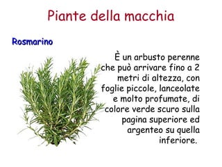Piante della macchia 
RRoossmmaarriinnoo 
È un arbusto perenne 
che può arrivare fino a 2 
metri di altezza, con 
foglie piccole, lanceolate 
e molto profumate, di 
colore verde scuro sulla 
pagina superiore ed 
argenteo su quella 
inferiore. 
 