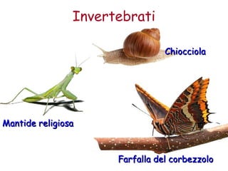 Invertebrati 
FFaarrffaallllaa ddeell ccoorrbbeezzzzoolloo 
MMaannttiiddee rreelliiggiioossaa 
CChhiioocccciioollaa 
 