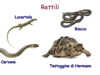 Rettili 
TTeessttuuggggiinnee ddii HHeerrmmaannnn 
LLuucceerrttoollaa 
CCeerrvvoonnee 
BBiiaaccccoo 
 