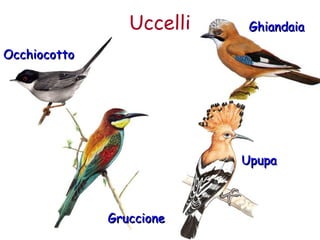 Uccelli GGhhiiaannddaaiiaa 
OOcccchhiiooccoottttoo 
GGrruucccciioonnee 
UUppuuppaa 
 