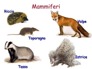 VVoollppee 
Mammiferi 
RRiicccciioo 
TTaassssoo 
IIssttrriiccee 
TTooppoorraaggnnoo 
 