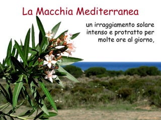 La Macchia Mediterranea 
un irraggiamento solare 
intenso e protratto per 
molte ore al giorno, 
 