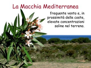 La Macchia Mediterranea 
frequente vento e, in 
prossimità delle coste, 
elevate concentrazioni 
saline nel terreno. 
 