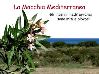 La Macchia Mediterranea 
Gli inverni mediterranei 
sono miti e piovosi. 
 