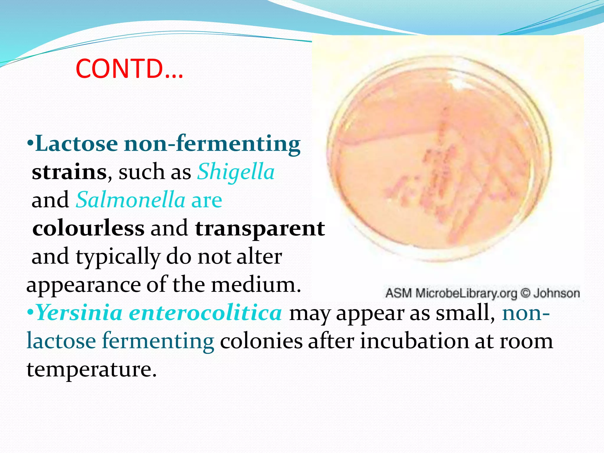 CONTD…
•Lactose non-fermenting
strains, such as Shigella
and Salmonella are
colourless and transparent
and typically do not alter
appearance of the medium.
•Yersinia enterocolitica may appear as small, non-
lactose fermenting colonies after incubation at room
temperature.
 