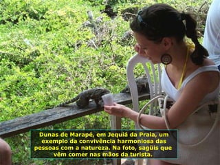 Dunas de Marapé, em Jequiá da Praia, um exemplo da convivência harmoniosa das pessoas com a natureza. Na foto, sagüis que  vêm comer nas mãos da turista.  