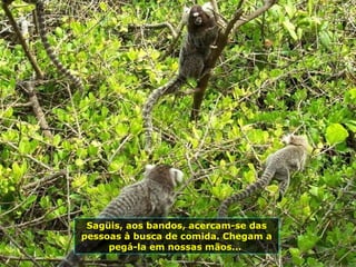 Sagüis, aos bandos, acercam-se das pessoas à busca de comida. Chegam a pegá-la em nossas mãos...  