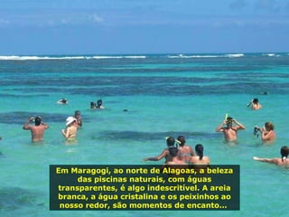 Em Maragogi, ao norte de Alagoas, a beleza das piscinas naturais, com águas transparentes, é algo indescritível. A areia branca, a água cristalina e os peixinhos ao nosso redor, são momentos de encanto...  
