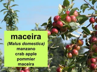 maceira
(Malus domestica)
manzano
crab apple
pommier
maceira
 