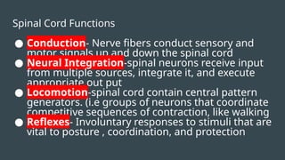 Spinal Cord Functions
● Conduction- Nerve fibers conduct sensory and
motor signals up and down the spinal cord
● Neural Integration-spinal neurons receive input
from multiple sources, integrate it, and execute
appropriate out put
● Locomotion-spinal cord contain central pattern
generators. (i.e groups of neurons that coordinate
competitive sequences of contraction, like walking
● Reflexes- Involuntary responses to stimuli that are
vital to posture , coordination, and protection
 