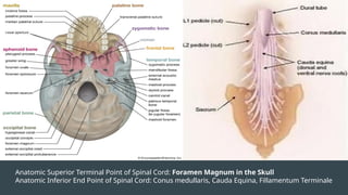 Anatomic Superior Terminal Point of Spinal Cord: Foramen Magnum in the Skull
Anatomic Inferior End Point of Spinal Cord: Conus medullaris, Cauda Equina, Fillamentum Terminale
 