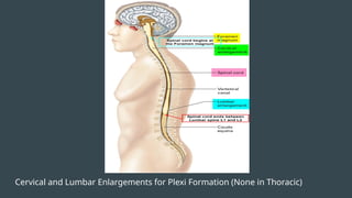 Cervical and Lumbar Enlargements for Plexi Formation (None in Thoracic)
 