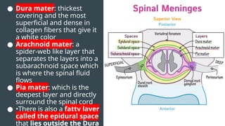 ● Dura mater: thickest
covering and the most
superficial and dense in
collagen fibers that give it
a white color
● Arachnoid mater: a
spider-web like layer that
separates the layers into a
subarachnoid space which
is where the spinal fluid
flows
● Pia mater: which is the
deepest layer and directly
surround the spinal cord
● •There is also a fatty layer
called the epidural space
that lies outside the Dura
 