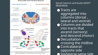 Spinal Columns and Nuclei (DON’T
MEMORIZE)
● Tracts are
aggregated into
columns (dorsal ,
lateral and ventral)
● Columns are divided
into tracts that
ascend (sensory)
and descend (motor)
● Decusitation-
crossing the midline
● Contralateral-
opposite side
 