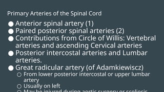 Primary Arteries of the Spinal Cord
● Anterior spinal artery (1)
● Paired posterior spinal arteries (2)
● Contributions from Circle of Willis: Vertebral
arteries and ascending Cervical arteries
● Posterior intercostal arteries and Lumbar
arteries.
● Great radicular artery (of Adamkiewiscz)
○ From lower posterior intercostal or upper lumbar
artery
○ Usually on left
 