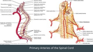 Primary Arteries of the Spinal Cord
 