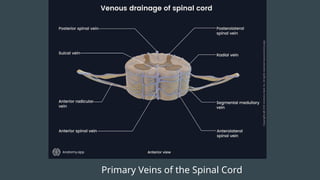 Primary Veins of the Spinal Cord
 