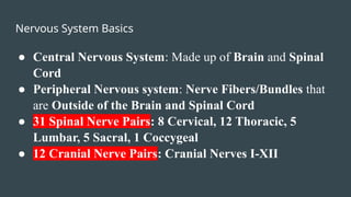 Nervous System Basics
● Central Nervous System: Made up of Brain and Spinal
Cord
● Peripheral Nervous system: Nerve Fibers/Bundles that
are Outside of the Brain and Spinal Cord
● 31 Spinal Nerve Pairs: 8 Cervical, 12 Thoracic, 5
Lumbar, 5 Sacral, 1 Coccygeal
● 12 Cranial Nerve Pairs: Cranial Nerves I-XII
 