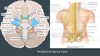 Peripheral Nerve Pairs
 