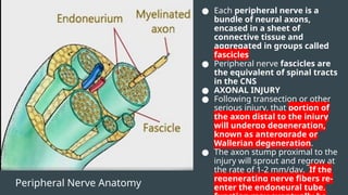 Peripheral Nerve Anatomy
● Each peripheral nerve is a
bundle of neural axons,
encased in a sheet of
connective tissue and
aggregated in groups called
fascicles
● Peripheral nerve fascicles are
the equivalent of spinal tracts
in the CNS
● AXONAL INJURY
● Following transection or other
serious injury, that portion of
the axon distal to the injury
will undergo degeneration,
known as anterograde or
Wallerian degeneration.
● The axon stump proximal to the
injury will sprout and regrow at
the rate of 1-2 mm/day. If the
regenerating nerve fibers re-
enter the endoneural tube,
 