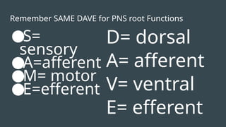 Remember SAME DAVE for PNS root Functions
●S=
sensory
●A=afferent
●M= motor
●E=efferent
D= dorsal
A= afferent
V= ventral
E= efferent
 