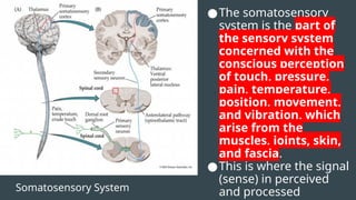 Somatosensory System
●The somatosensory
system is the part of
the sensory system
concerned with the
conscious perception
of touch, pressure,
pain, temperature,
position, movement,
and vibration, which
arise from the
muscles, joints, skin,
and fascia.
●This is where the signal
(sense) in perceived
and processed
 