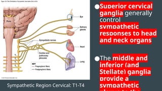 Sympathetic Region Cervical: T1-T4
●Superior cervical
ganglia generally
control
sympathetic
responses to head
and neck organs
●The middle and
inferior (and
Stellate) ganglia
provide a
sympathetic
 