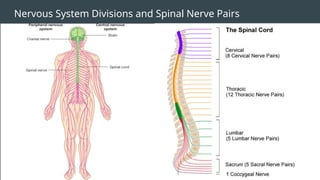Nervous System Divisions and Spinal Nerve Pairs
 