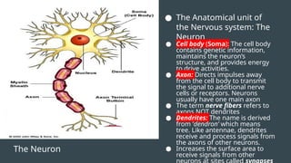 The Neuron
● The Anatomical unit of
the Nervous system: The
Neuron
● Cell body (Soma): The cell body
contains genetic information,
maintains the neuron’s
structure, and provides energy
to drive activities.
● Axon: Directs impulses away
from the cell body to transmit
the signal to additional nerve
cells or receptors. Neurons
usually have one main axon
● The term nerve fibers refers to
axons NOT dendrites
● Dendrites: The name is derived
from ‘dendron’ which means
tree. Like antennae, dendrites
receive and process signals from
the axons of other neurons.
● Increases the surface area to
receive signals from other
 